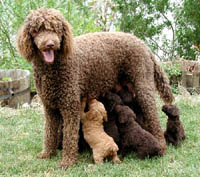 large french poodle